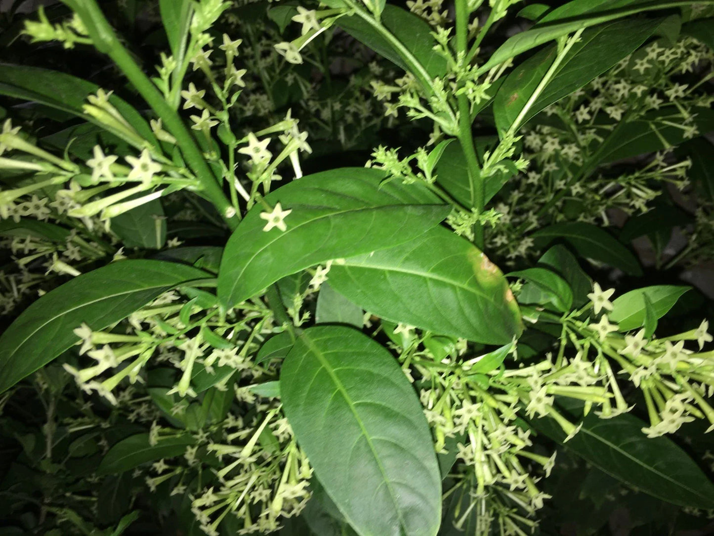 Night Blooming Jasmine Plant in 5" Pot, Tropical Cestrum nocturnum, Fragrant Night-Blooming Flowering Plant