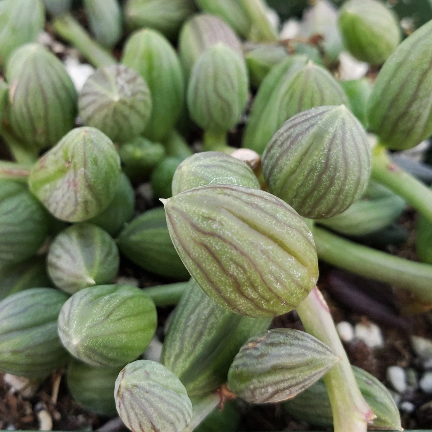 String of Watermelon Plant – 4" Pot – Senecio herreianus – Real Live Cacti Succulent for Home Decor