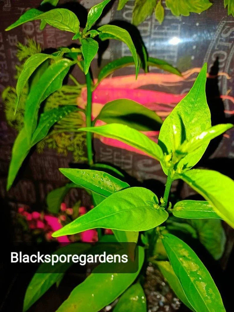 Night Blooming Jasmine Live Plant 1-10 Inch Fully Rooted, Cestrum nocturnum, Fragrant, Indoor/Outdoor Garden Decor
