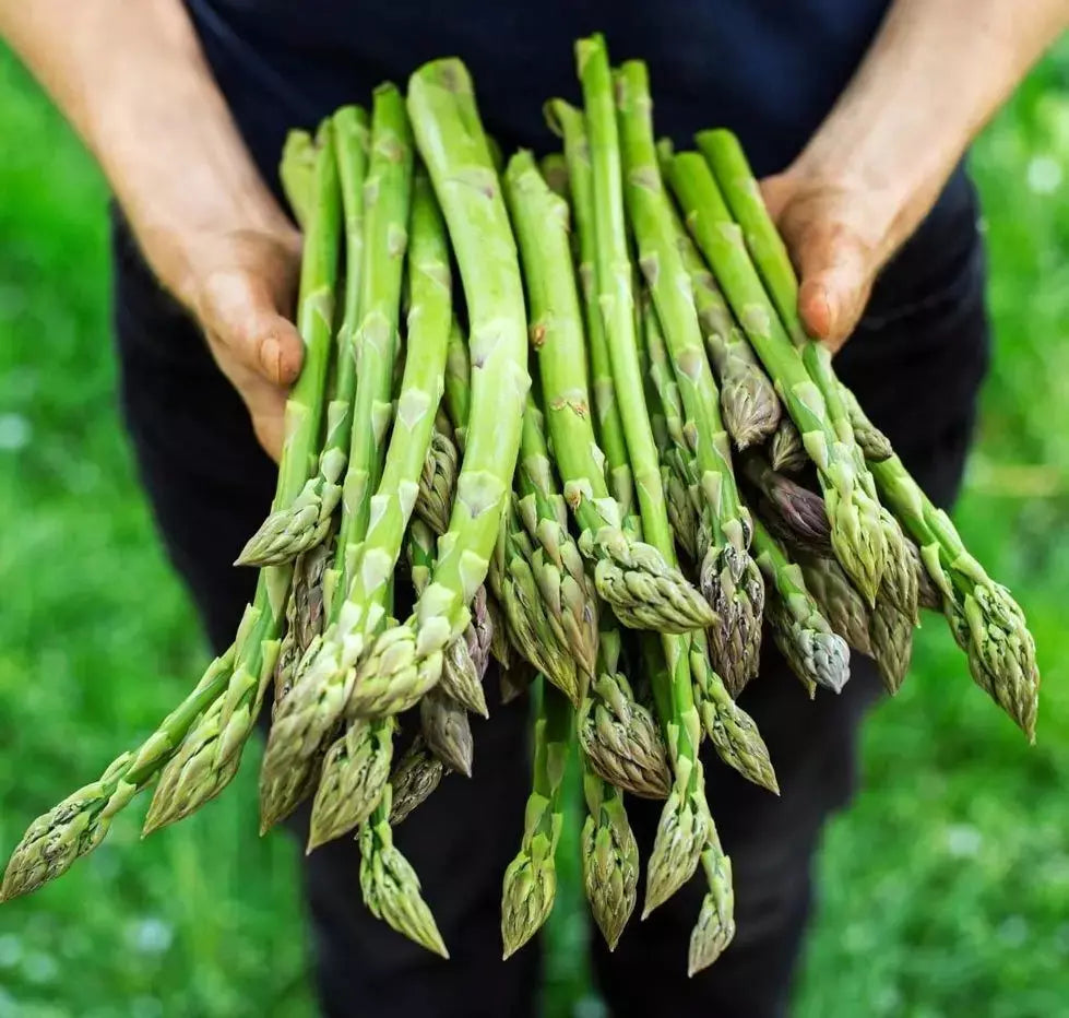 Asparagus Seeds - 200+ Heirloom Organic Mary Washington - Non-GMO - Fresh Gardening Seeds - Asparagus officinalis