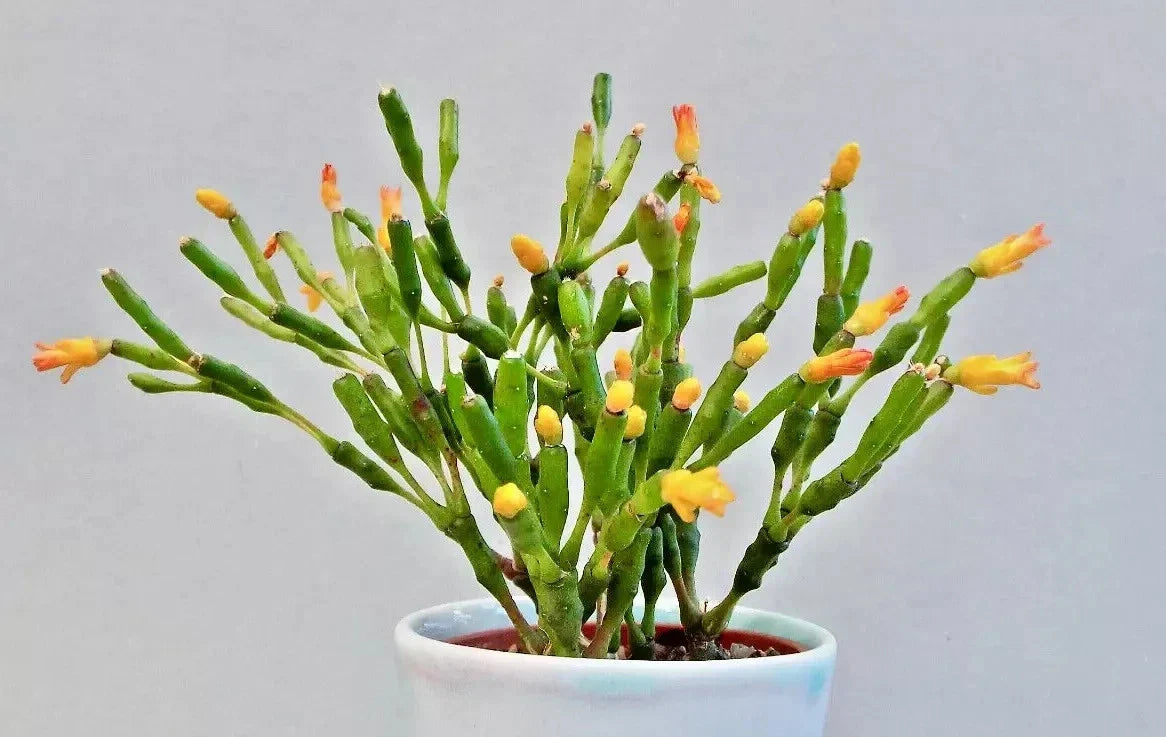 Dancing Bones Cactus 2" Plant - Hatiora salicornioides - Exotic Succulent for Unique Indoor Decor