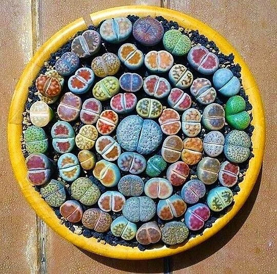 Mixed Lithops Succulent Seeds, 100 Pack, Pseudotruncatella Variety, Perfect for Indoor Gardening