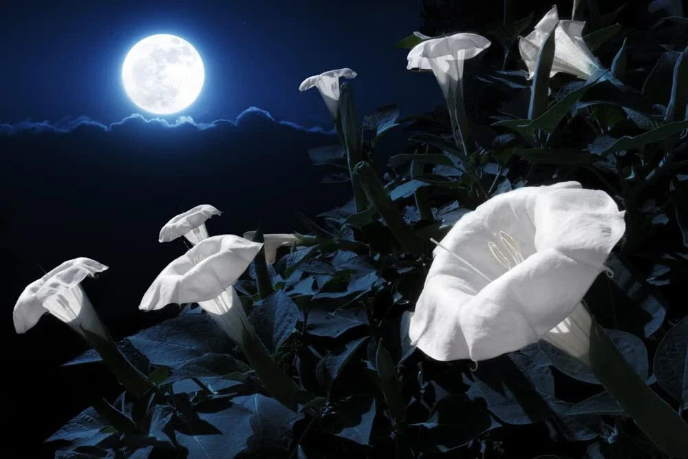 Midnight White Flower Seeds - 25 Seeds, Night-Blooming, Reflective, Rare Flower Seeds for Planting