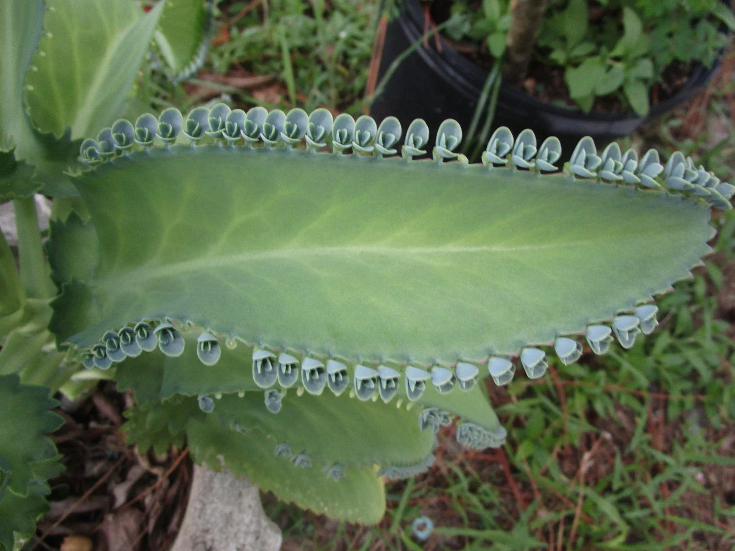 Mother of Thousands Plant with 30 Pups, Kalanchoe daigremontiana, Succulent for Home Garden, Indoor Plant
