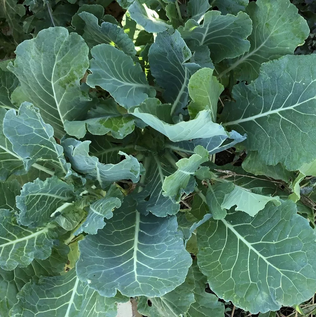 Morris Heading Collard Seeds 300+ Non-GMO Vegetable Garden Greens - Ideal for Home Gardening, Brassica oleracea