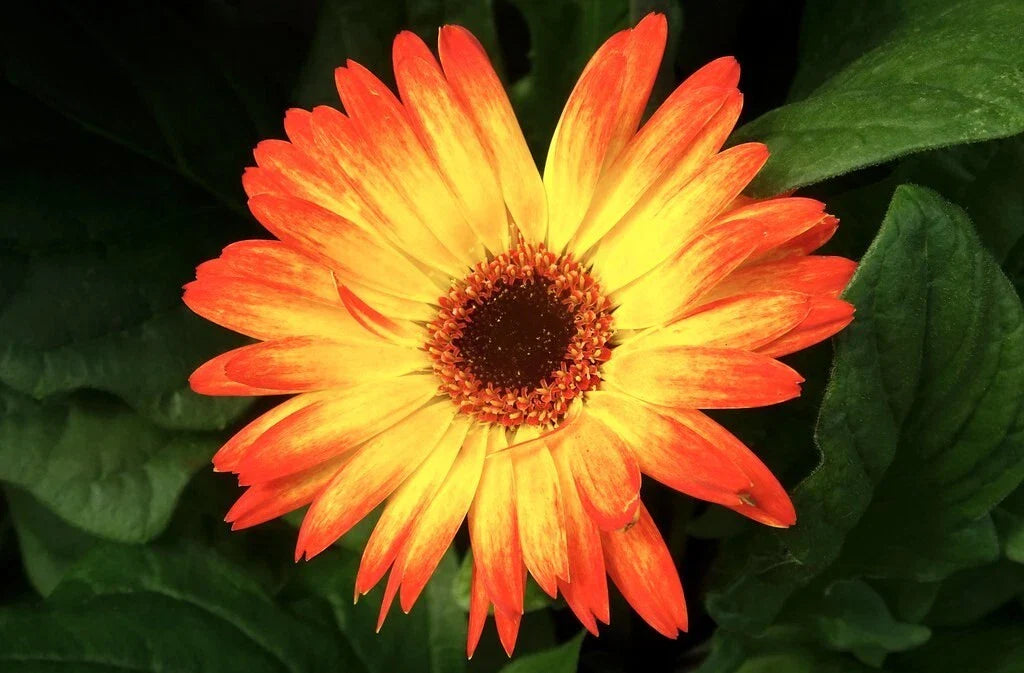 Sunburst Gerbera Daisy Seeds - 200+ Count - Vibrant Blooms for Garden Planting - Gerbera jamesonii