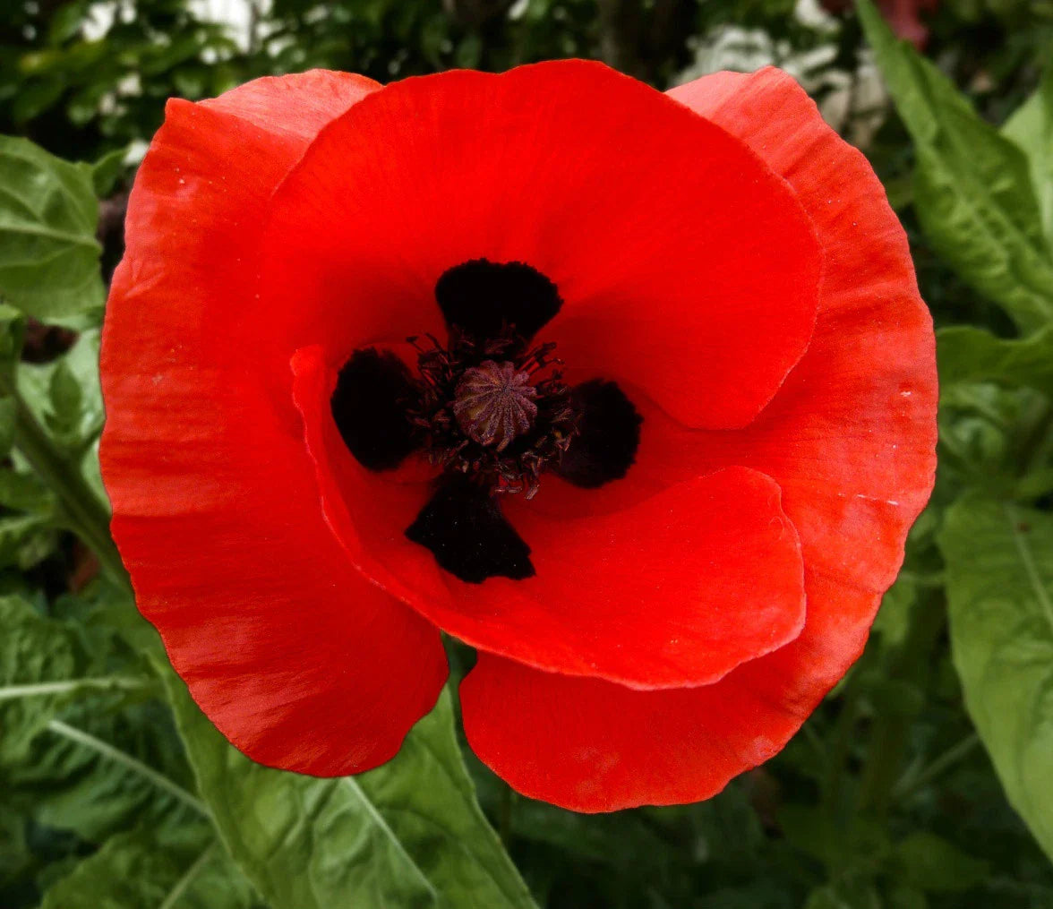 Corn Poppy Seeds - Red with Black Center - Papaver rhoeas - Non-GMO Annual Flower Seeds for Garden Planting