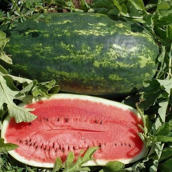 Kleckley's Sweet Watermelon Seeds - 10+ Heirloom Seeds - Large & Super Sweet - Fresh Watermelon Seeds
