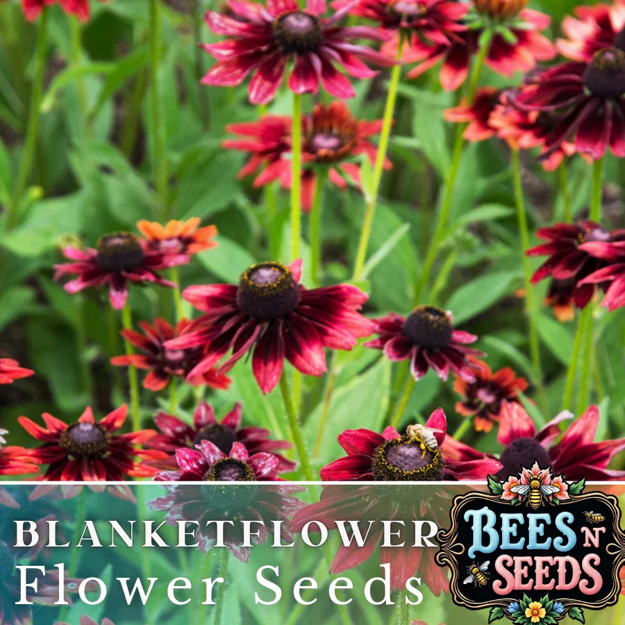 Rosso Raven Blanket Flower Seeds - 200 Non-GMO Seeds - Gaillardia aristata - Vibrant Red and Yellow Blooms