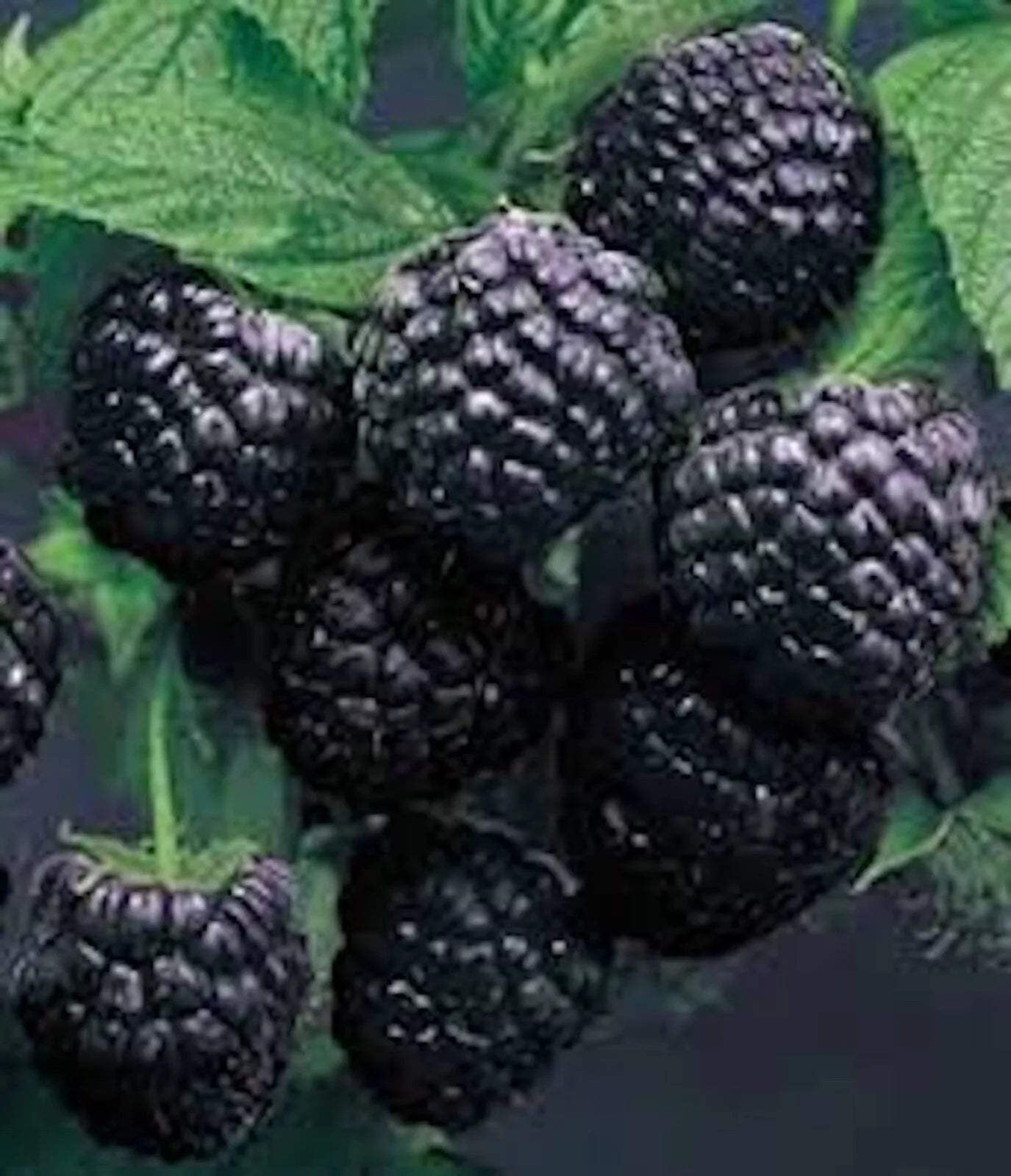 Cumberland Black Raspberry Plants - 3 Bare Root, 1-2 Year Old, Rubus occidentalis, Disease-Resistant, Sweet-Tart Flavor