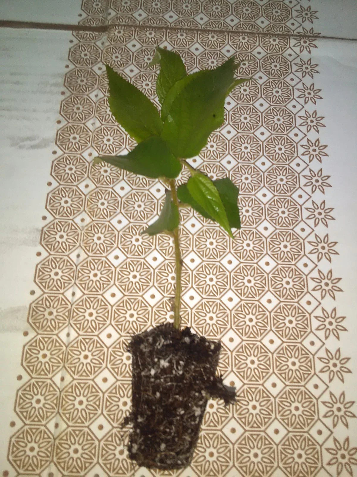 Jamaican Cherry Tree Cuttings 2-Pack Muntingia calabura Rooted Ready to Grow