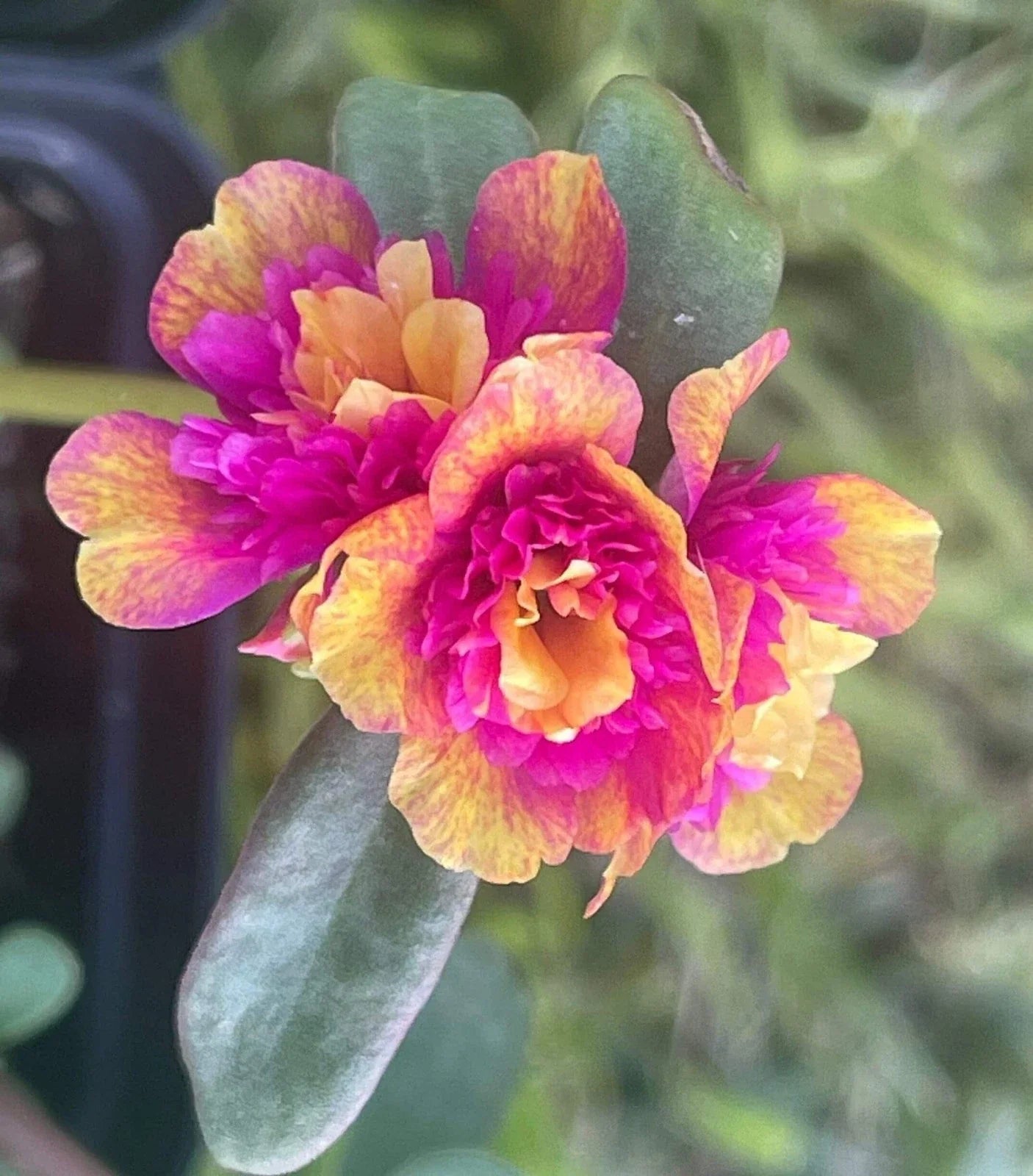 Double Dragonfruit Plant - Portulaca Oleracea (Purslane) - Edible Succulent - US Seller