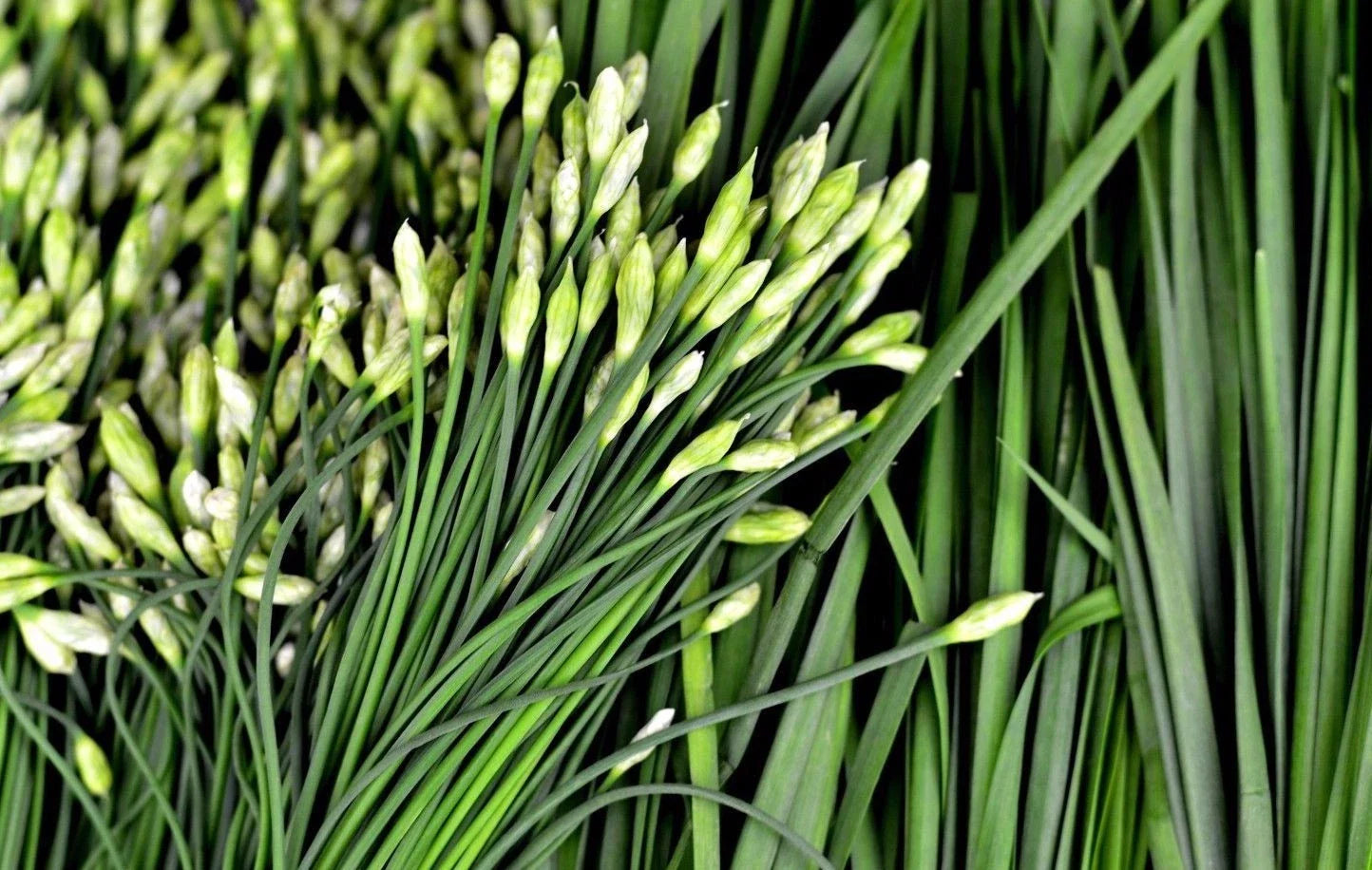 Garlic Chive Seeds - Heirloom Herb, NON-GMO, Allium Tuberosum, Easy to Grow, Free Shipping