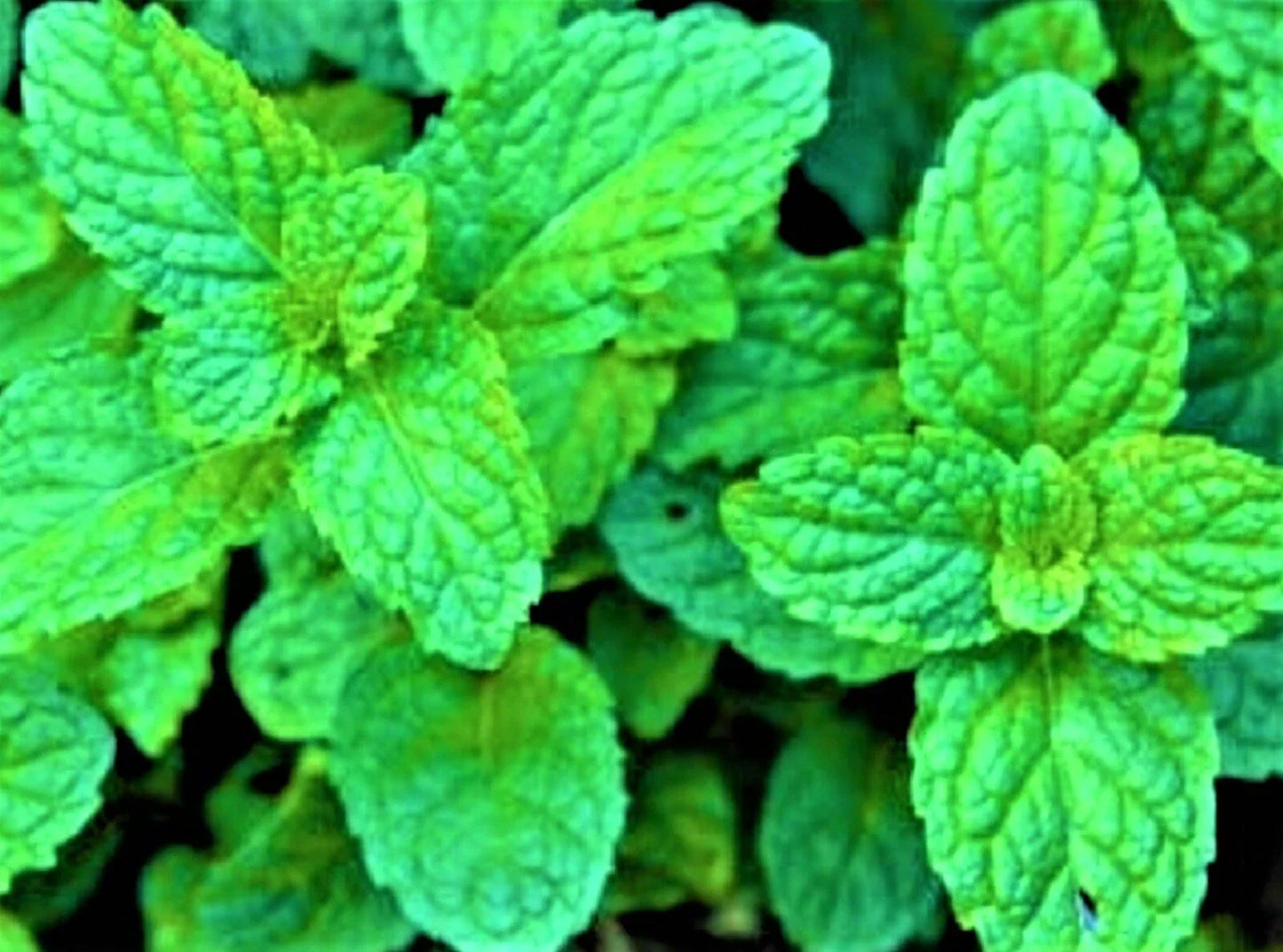 Lemon Balm Seeds Non-GMO 100+ Seeds - Melissa officinalis - Herbal Gardening Supplies