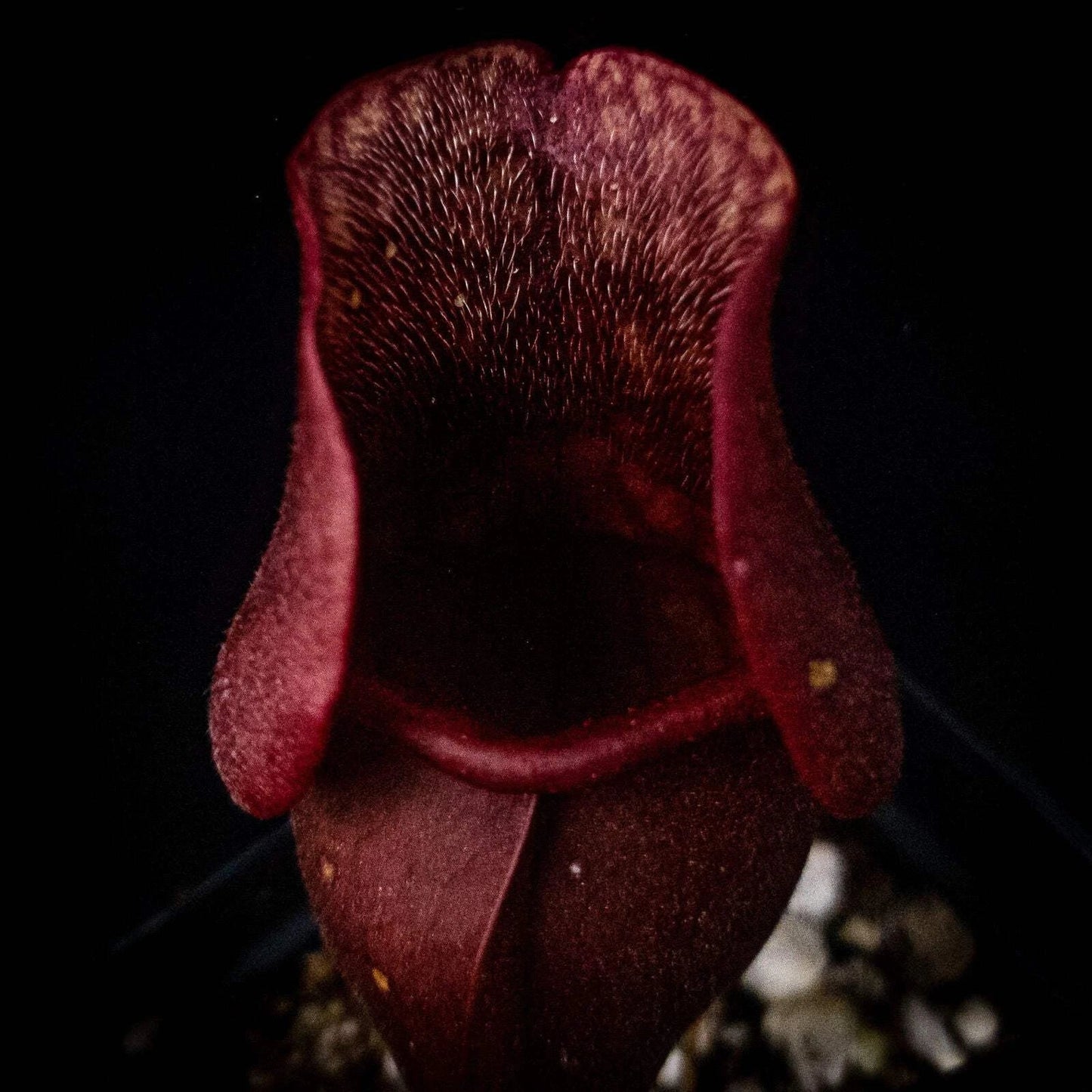 Sarracenia purpurea Venosa Red Pitcher Plant - Carnivorous Garden Plant, Red-Striped Leaves