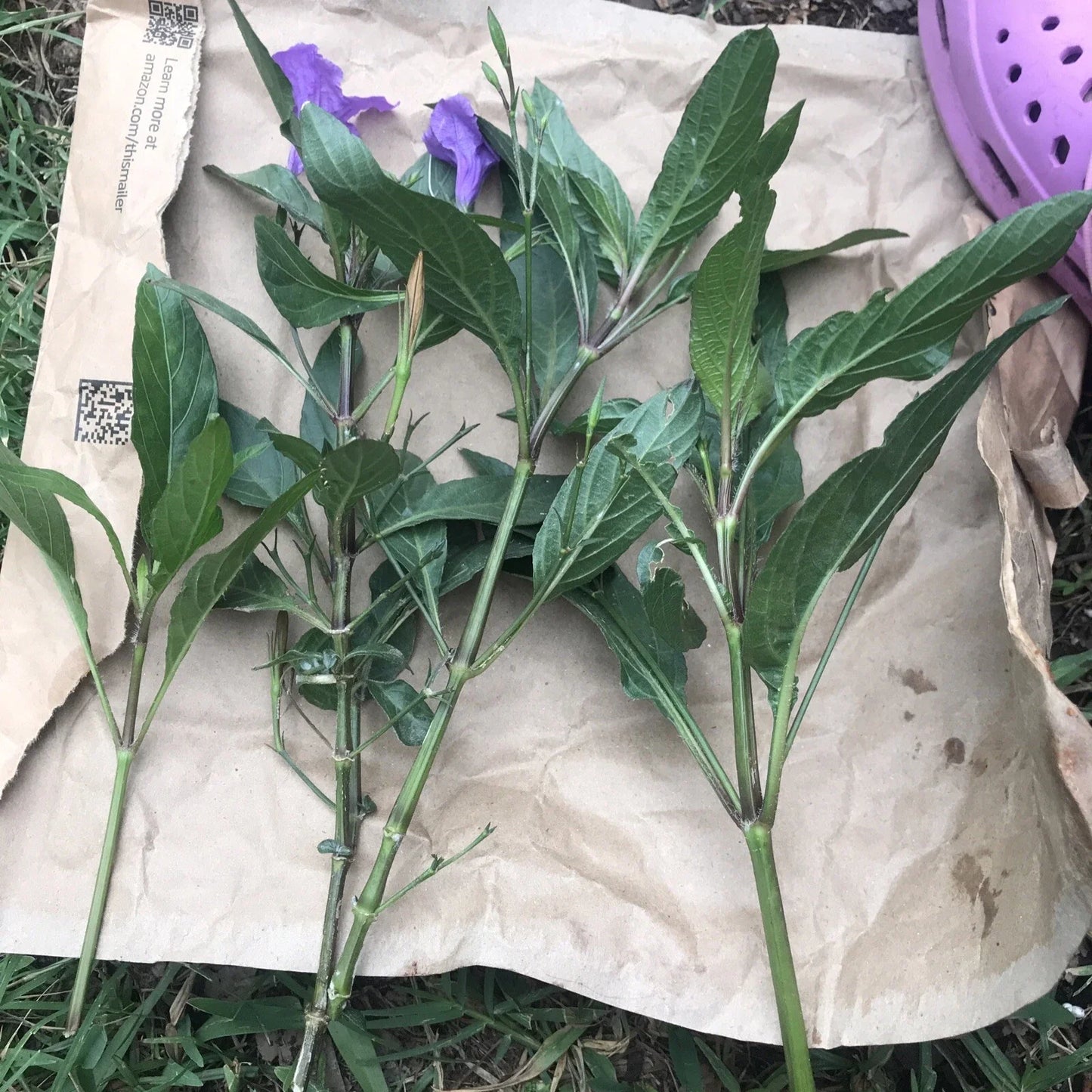 Mexican Petunias Cuttings - 6" Purple - Ruellia simplex - Rare Exotic Live Plant Cuttings, Easy to Root
