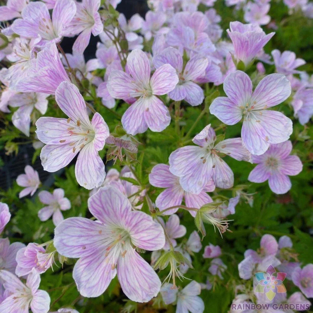 Melinda Geranium Seeds - 25+ Pack for Garden Planting - Pelargonium x hortorum - USA Grown, Free Shipping