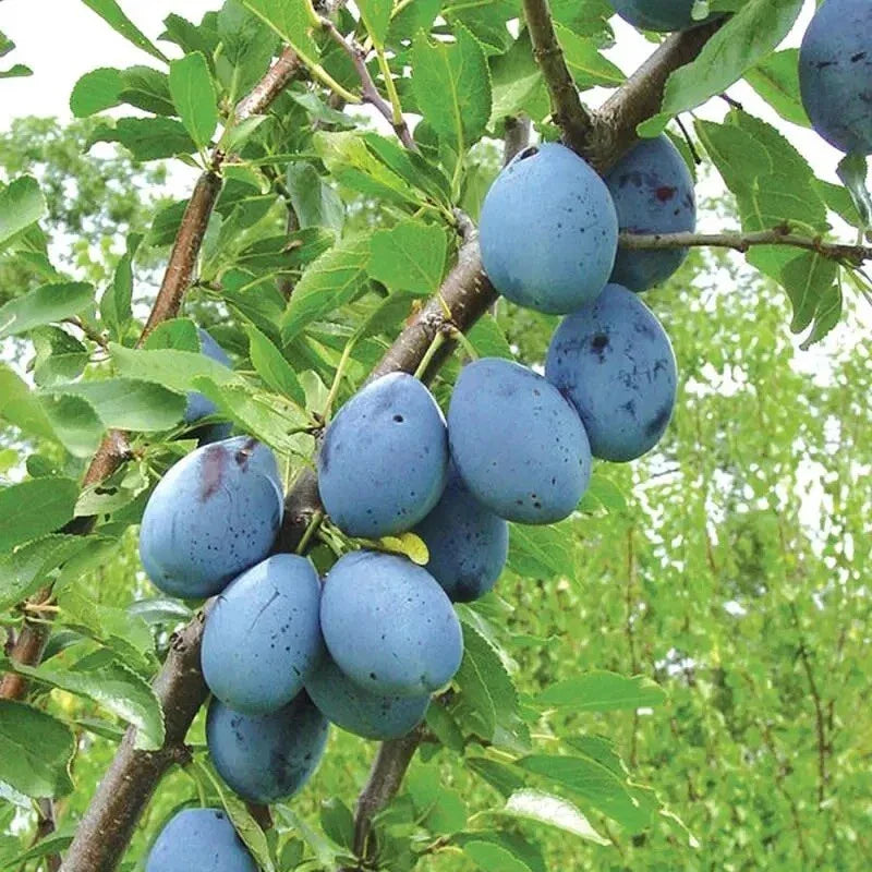 European Freestone Plum Cuttings 2 PCS Dark Blue Purple Prune Plums Prunus domestica