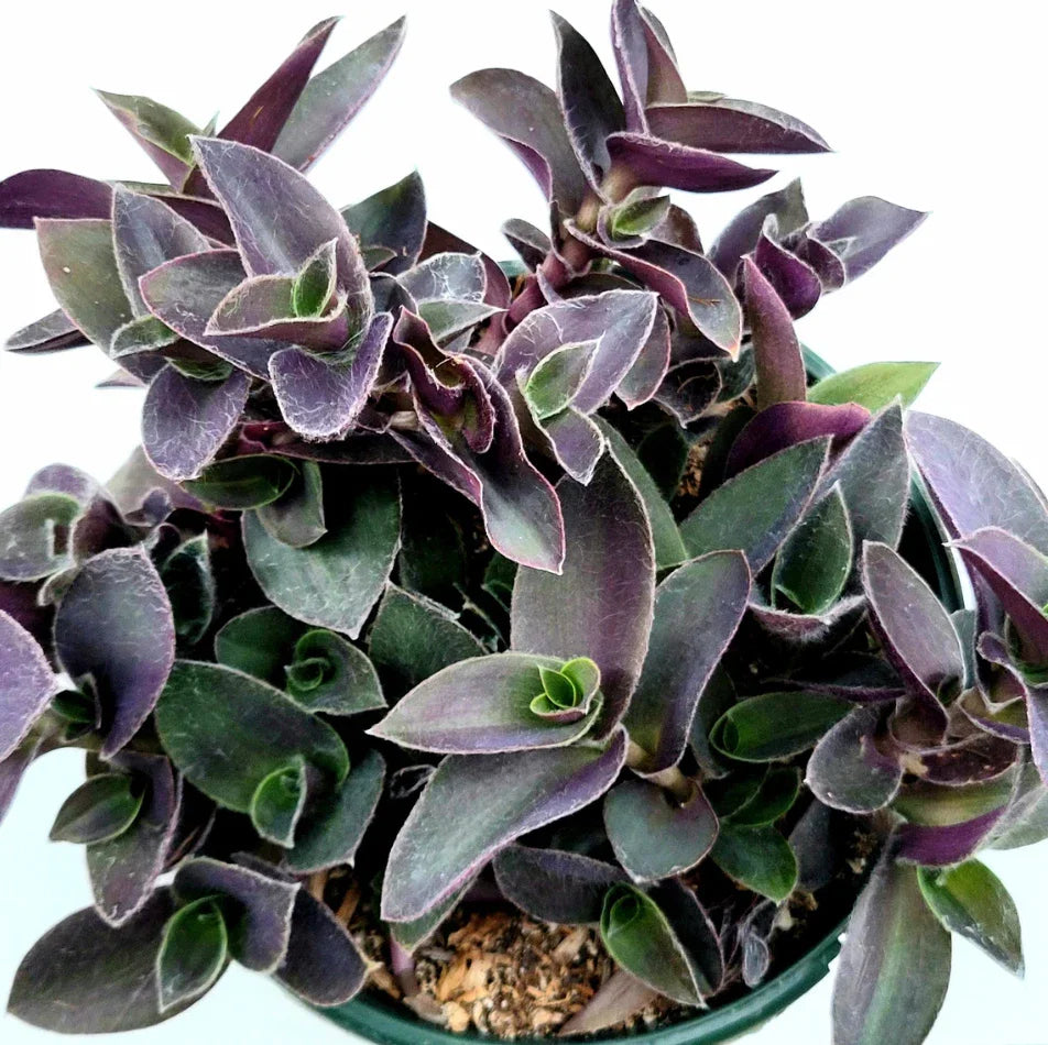 Tradescantia Pallida 'Purple Heart' Live Plant - 2 Inch Wandering Dude Succulent