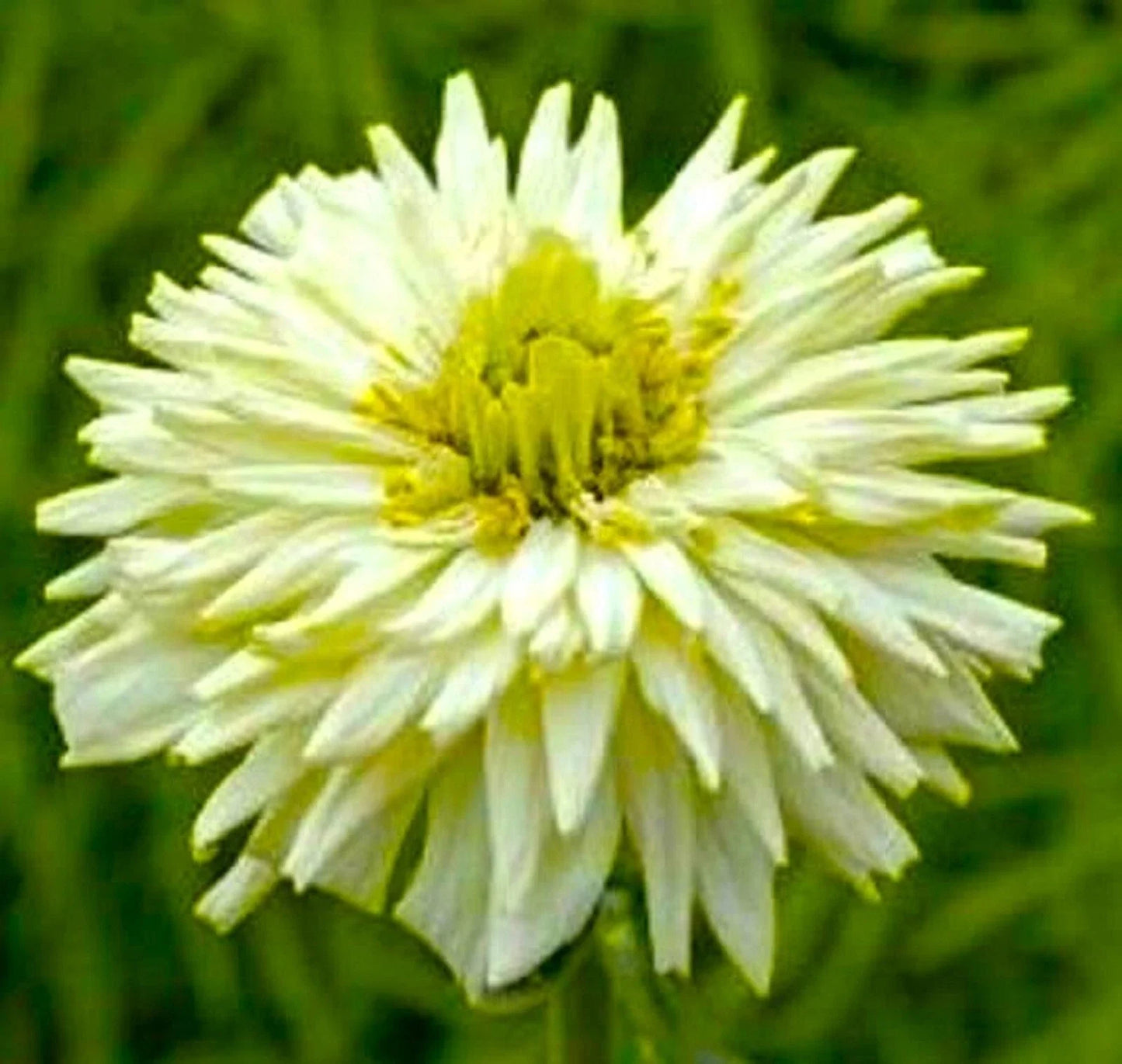 Giant Cactus Zinnia Seeds - Beautiful White - 100+ Seeds - Zinnia elegans