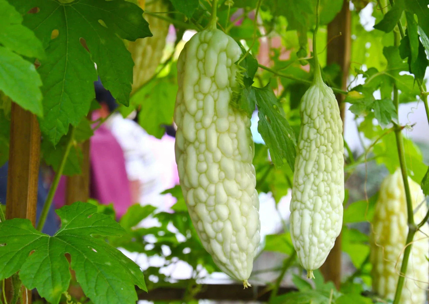 Exotic White Bitter Gourd Seeds - 6 Seeds - Rare Variety - Momordica charantia - Ideal for Home Gardening