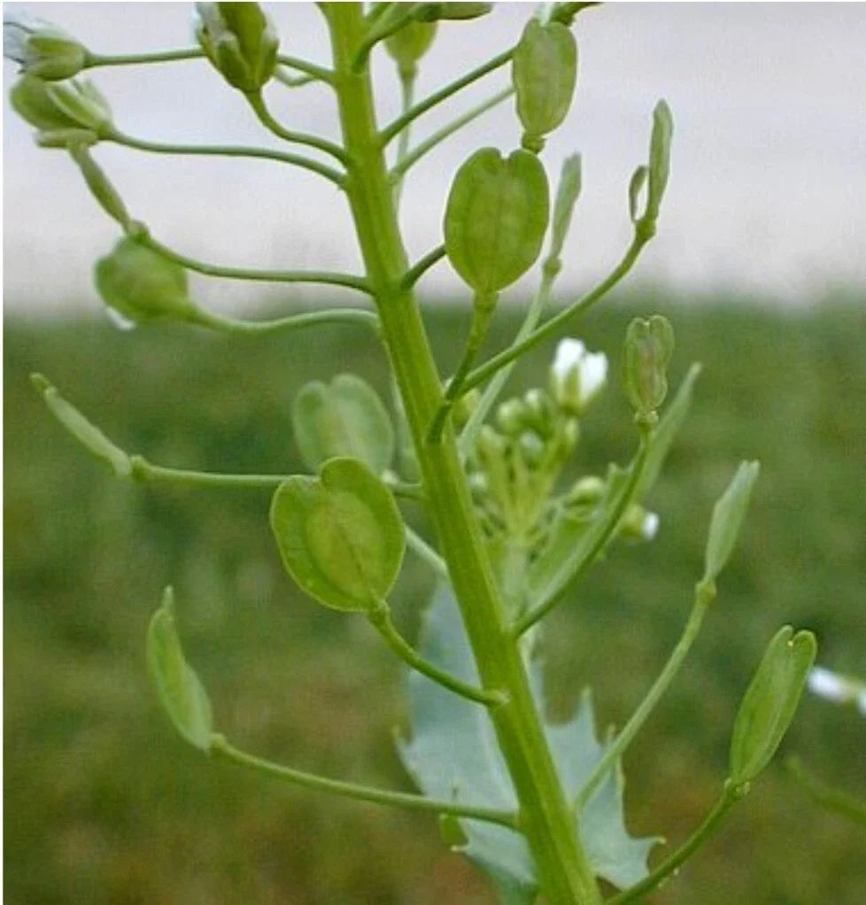 Field Pennycress Seeds - 50+ Organic Seeds - Thlaspi arvense - Common Pennycress - Heirloom Variety - Exp. 03/2025