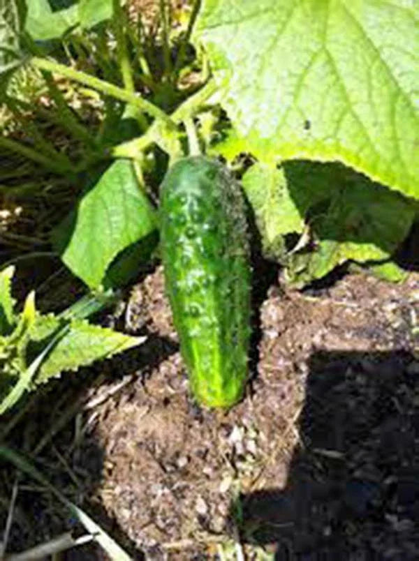 Cucumber Seeds, 50 Heirloom Boston Pickling Seeds, Non-GMO, Perfect for Pickling, Cucumis sativus