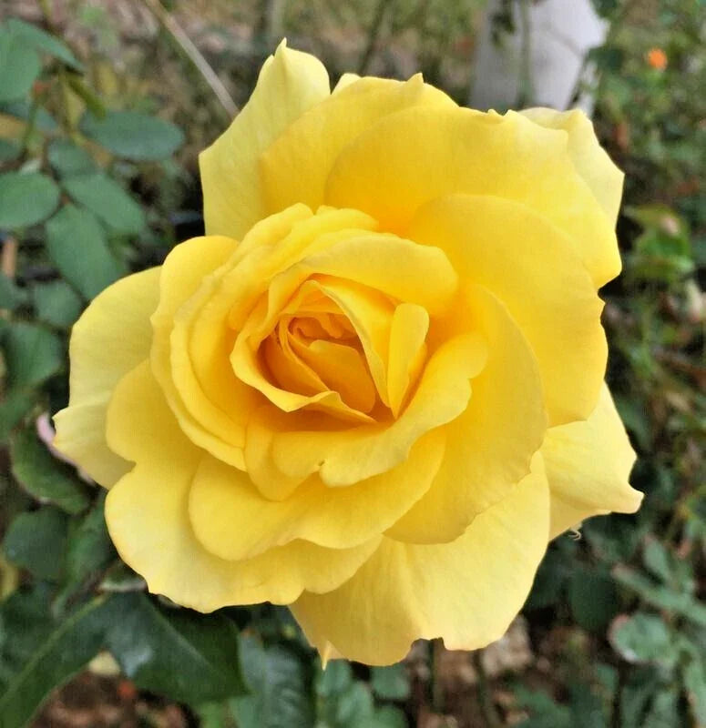 Rose Bush Sunsprite 1-2 Ft Live Plant Golden Yellow Floribunda KORresia 1973 AARS Award-Winning Fragrant Shrub