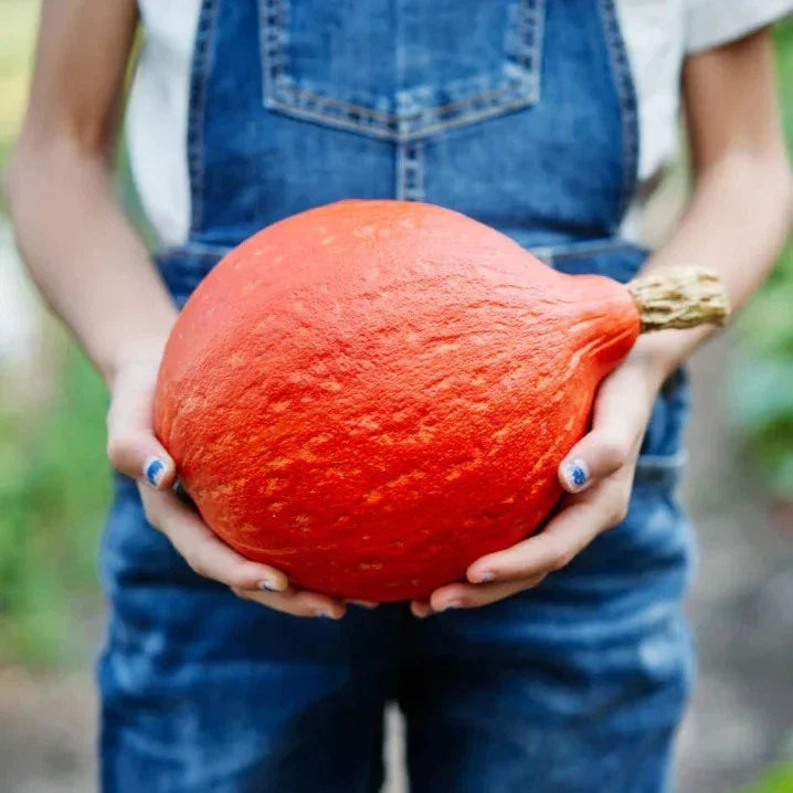 Japanese Red Kuri Squash Seeds - 10 Heirloom Organic Uchiki Kuri Seeds for Planting - Non-GMO