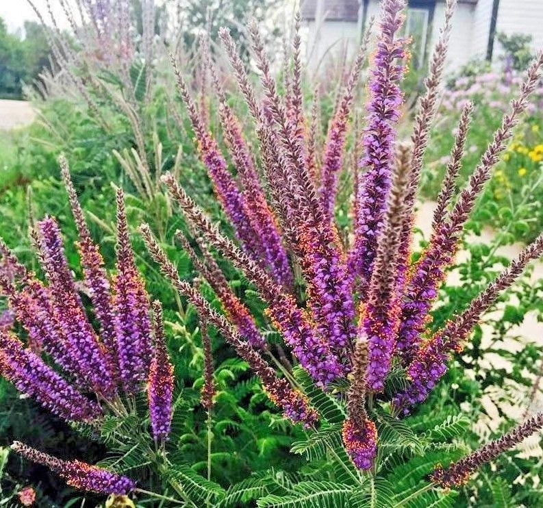 Lead Plant Seeds, 100+ Count, Native Wildflower for Poor Soils, Drought Tolerant, Pollinator Friendly (Amorpha canescens)