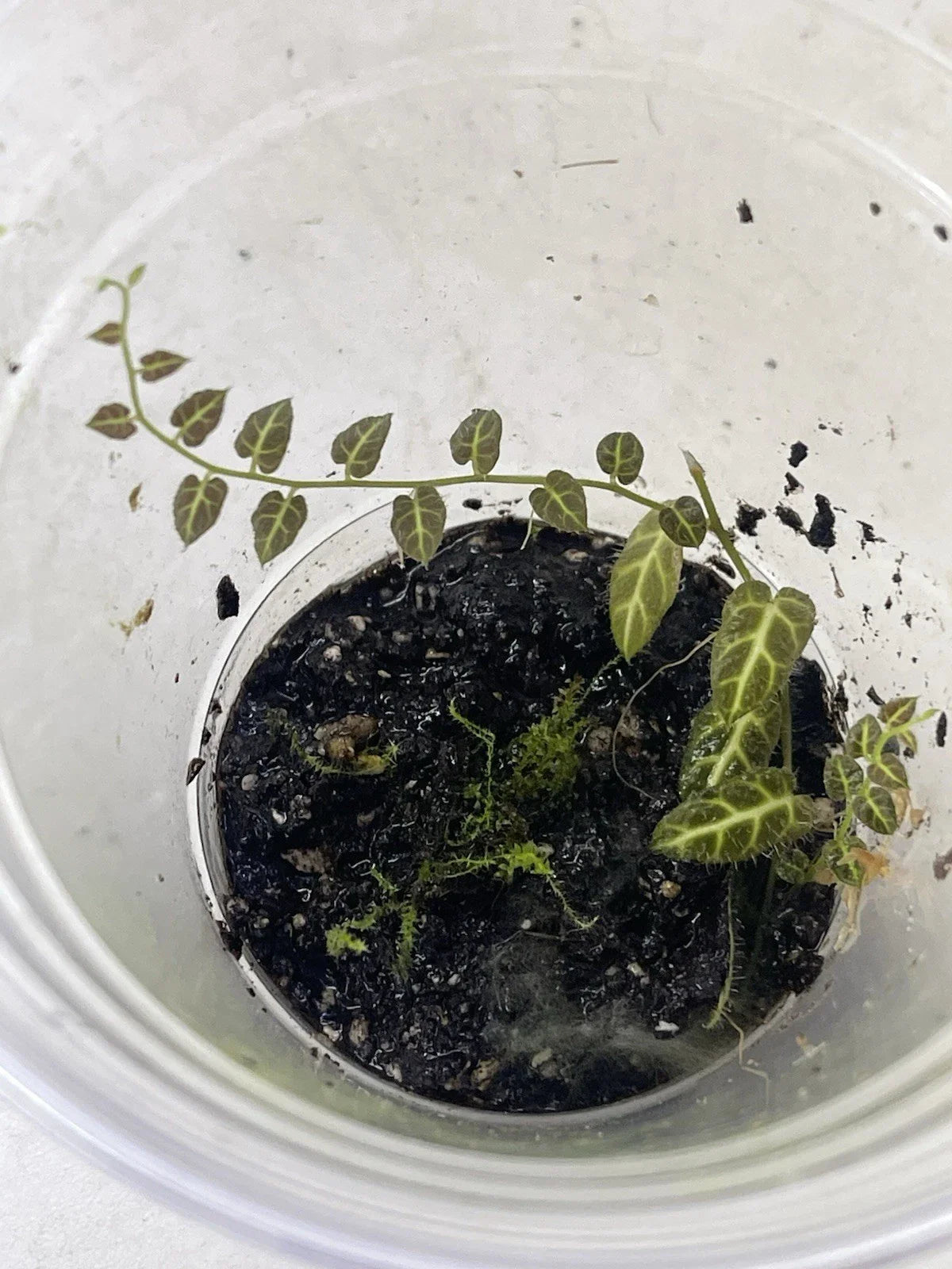 Ecuador Vine Plant in Pot - Solanum sp. - Perfect for Terrariums - Rooted Indoor Plant