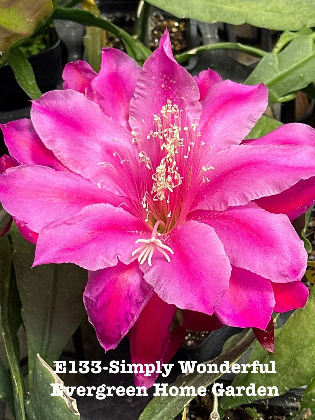 Epiphyllum Orchid Cactus Plant - 4” Starter Pot - "Simply Wonderful" Variety - Rooted Orchid Cactus (Epiphyllum spp.)