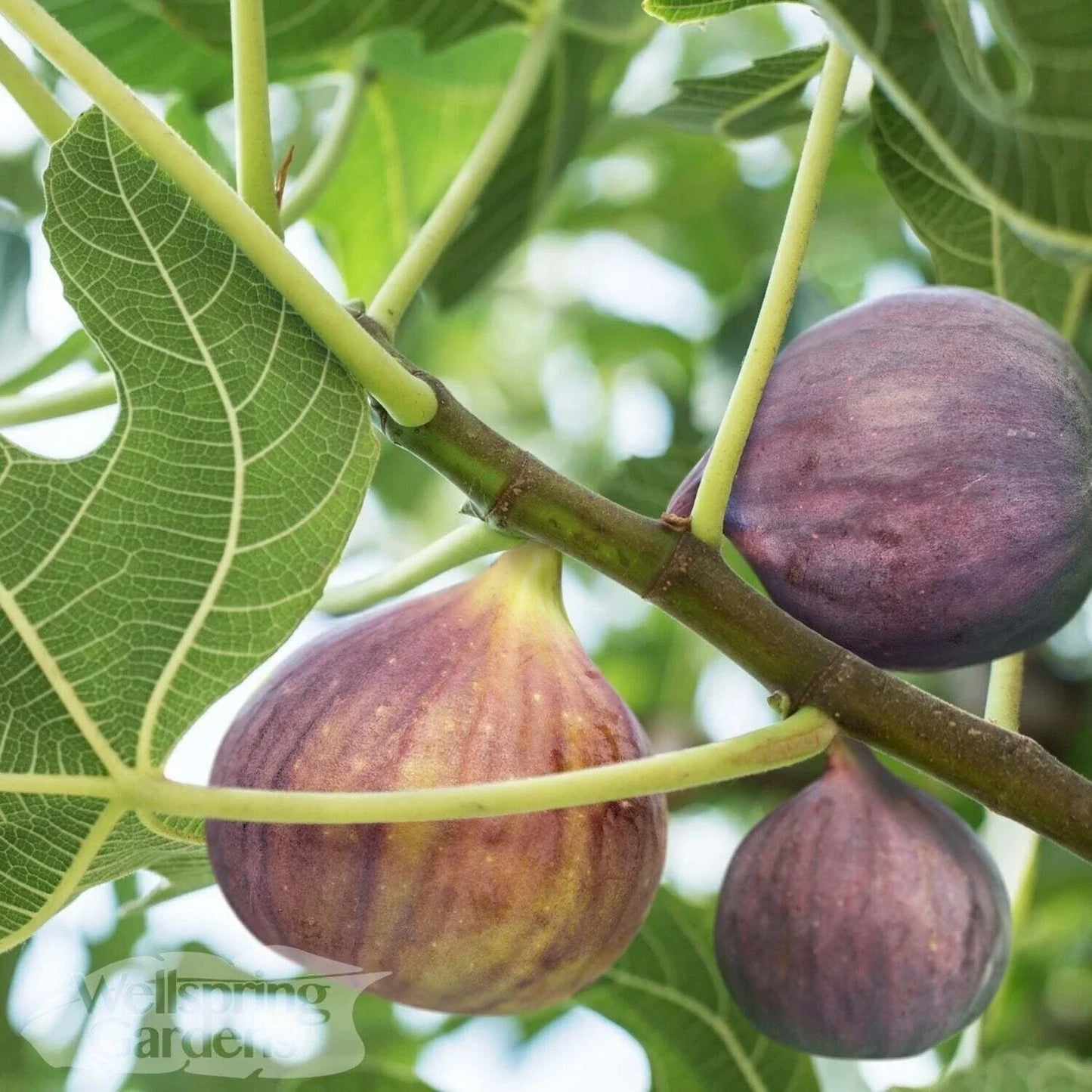 Olympian Fig Live Plant - Ficus carica - Green Leaves, Edible Fruit, Indoor/Outdoor Gardening