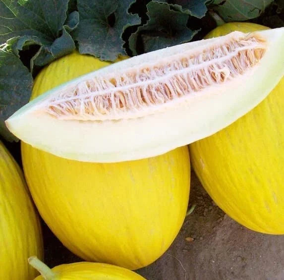 Tweety Melon Seeds 10 Count - Heirloom Variety - Cucumis melo - USA Grown, Ships from Iowa