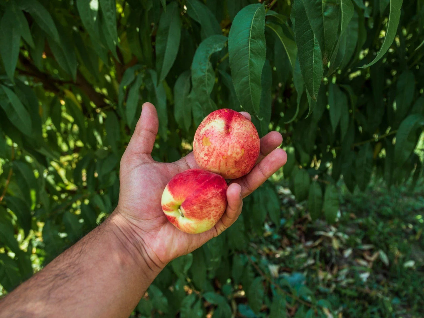 Dwarf Peach Tree Seeds - Fast Growing Variety, 12 Seeds, Prunus persica - Free Shipping, US Seller