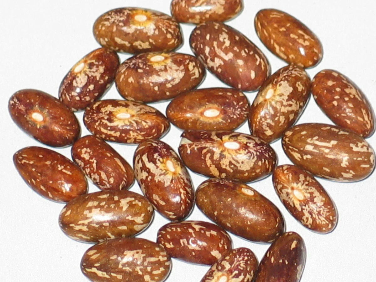 Topcrop Bush Bean Seeds 100+ - Phaseolus vulgaris - Non-GMO Vegetable Seeds for Home Garden Planting