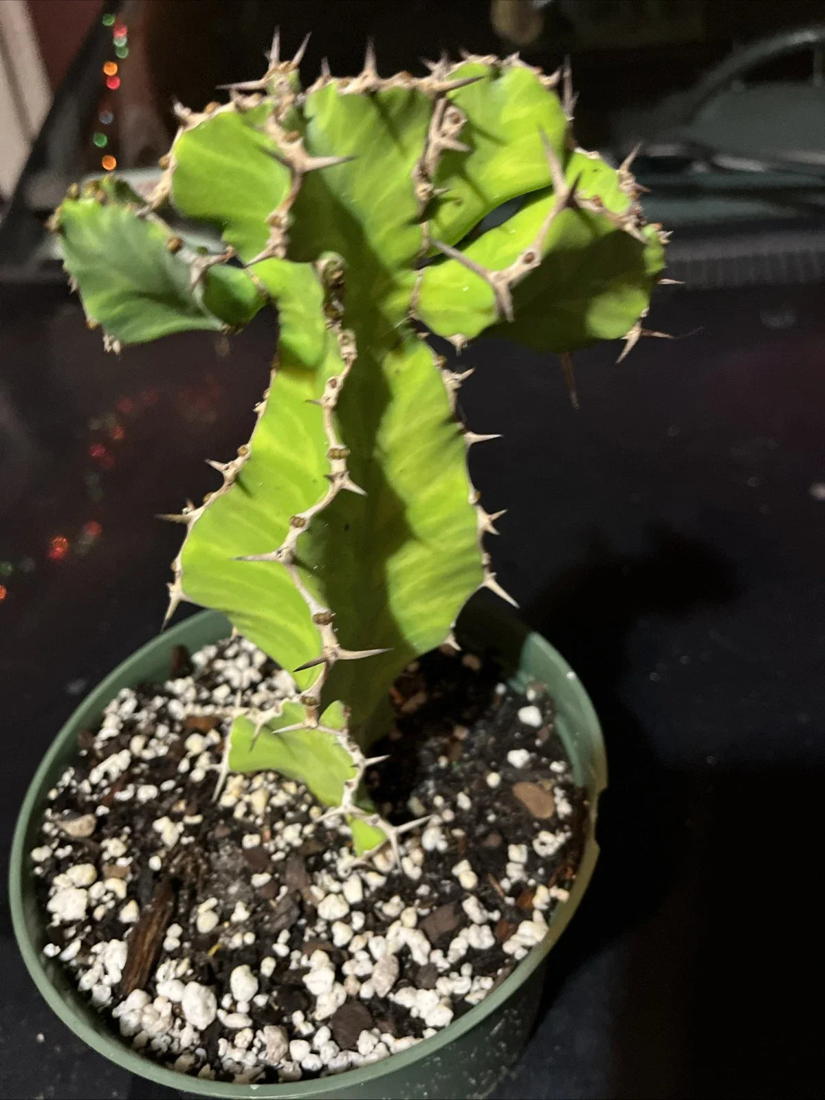 Euphorbia Pseudocactus - False Cactus Succulent Live Plant - Bare Root - Unique Green Desert Plant