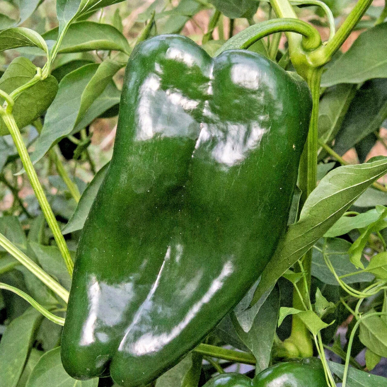 Poblano Ancho Hot Pepper Seeds - Organic Vegetable Seeds for Summer Garden - Capsicum annuum