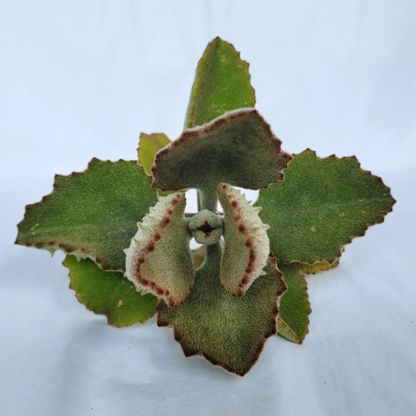 Kalanchoe Cutting 'Fang' - No Roots - Kalanchoe beharensis - Unique Succulent Plant for Indoor Gardening