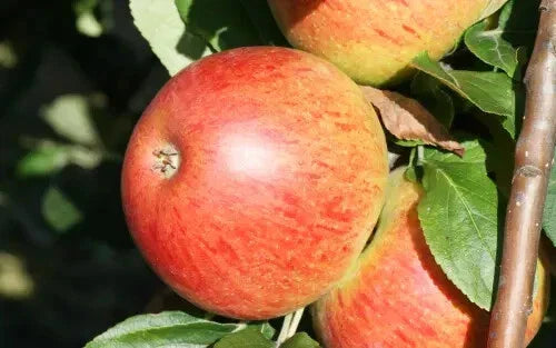 Charles Ross Apple Seeds - 25+ Heirloom Seeds for Garden Planting - Malus domestica, USA, Organic