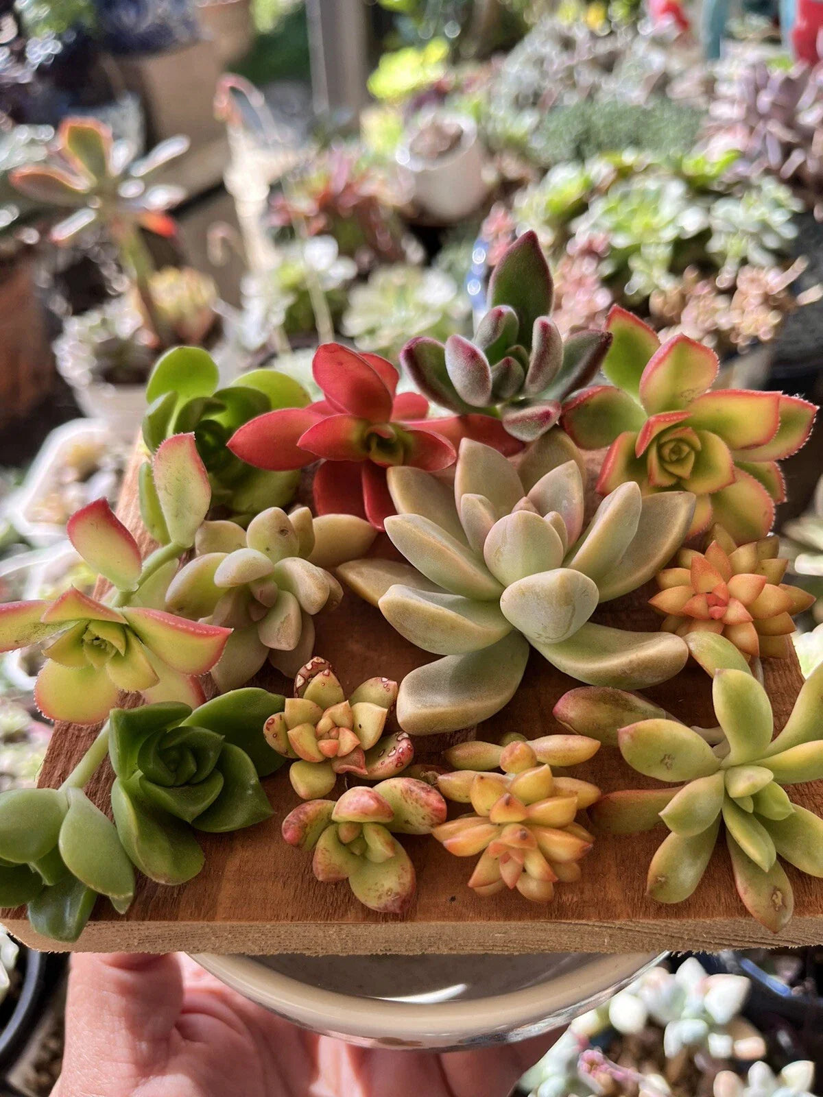 Succulent Cuttings Mixed Selection Box 30+ pcs - Assorted Varieties for Planting and Propagation - Ideal for Home Decor