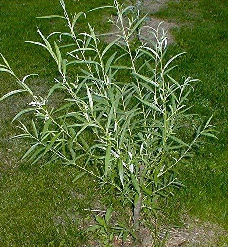 25 Jumbo Hybrid Willow Tree Cuttings - Thick Root Stock - Approx 10 Inch - Salix × sepulcralis