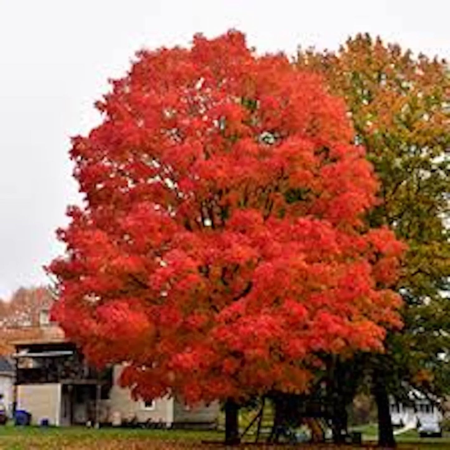 Sugar Maple Tree 12-18in Bare Root Acer saccharum Sweet Maple Starter Plant