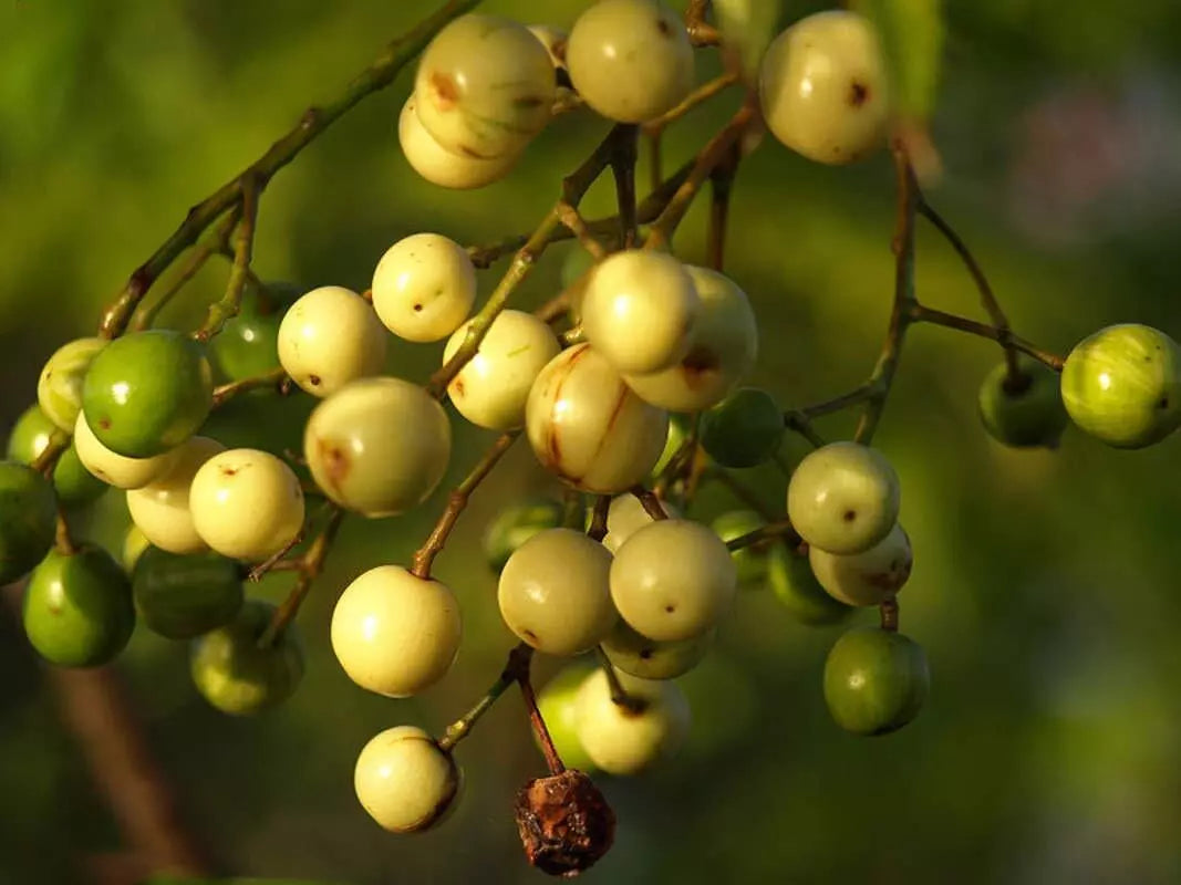 Chinaberry Tree Seeds - 20 Pack - Melia Azedarach - Planting Seeds for Garden