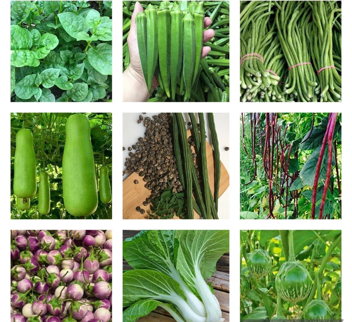 Non-GMO Heirloom Vegetable Seeds Bundle - 10 Varieties - US Seller - Organic Gardening Essentials