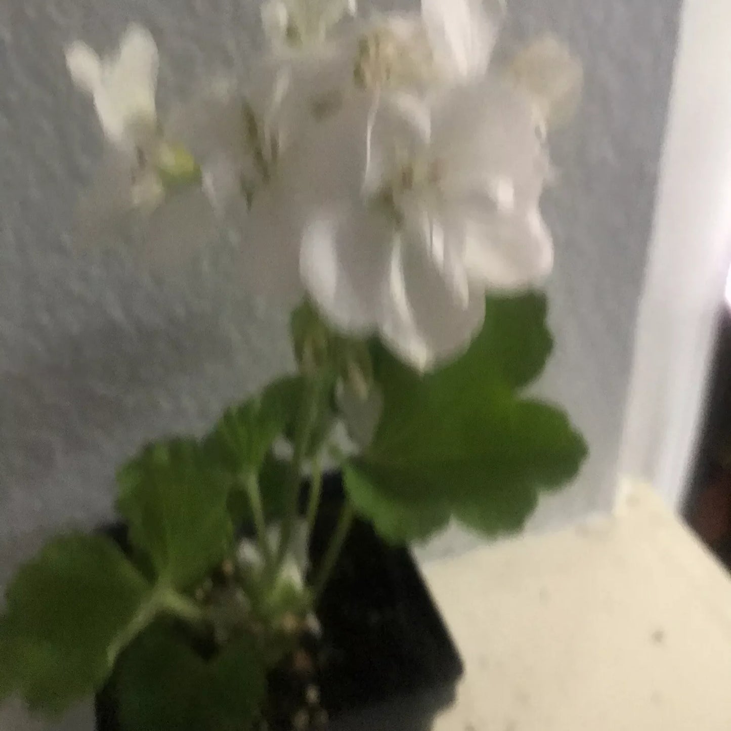 Live Rooted Geranium Plant 1 Gallon White Flowers Pelargonium graveolens Fragrant