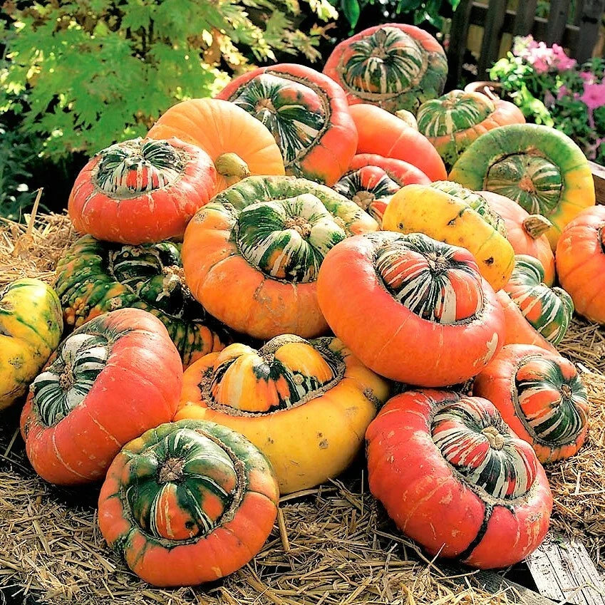 Turk's Turban Pumpkin Seeds | Turkish Color Cap Hat Pumpkins | Vegetable Seed 2025 | Cucurbita maxima