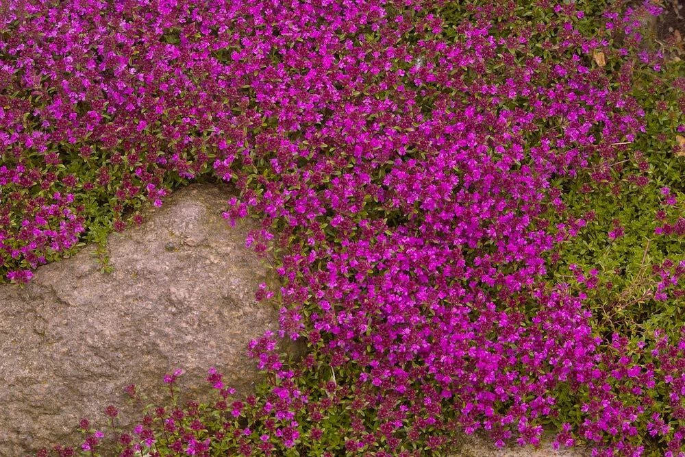 Creeping Thyme Seeds 250+ Purple Ground Cover Plant Thymus serpyllum 'Creeping'