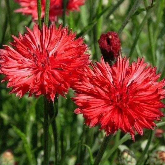 Cornflower Seeds TALL RED Bachelor Button Heirloom Non-GMO 400 Seeds for Sun/Shade, Centaurea cyanus