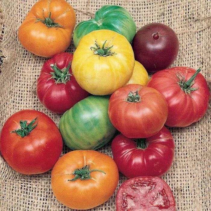 Rainbow Beefsteak Tomato Seeds - 30+ Heirloom Organic Non-GMO - Fresh Variety for Home Gardening - Solanum lycopersicum